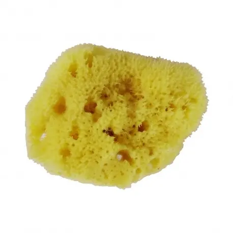 Avril Kasvosieni (pesusieni)