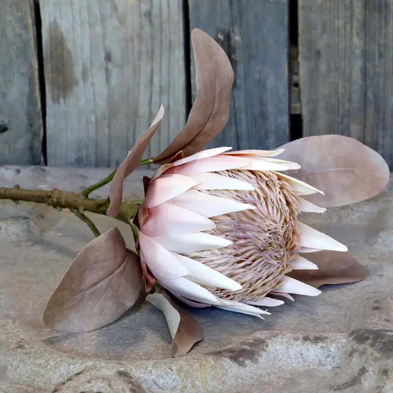 Chic Antique Fleur Protea koristekukka 66cm
