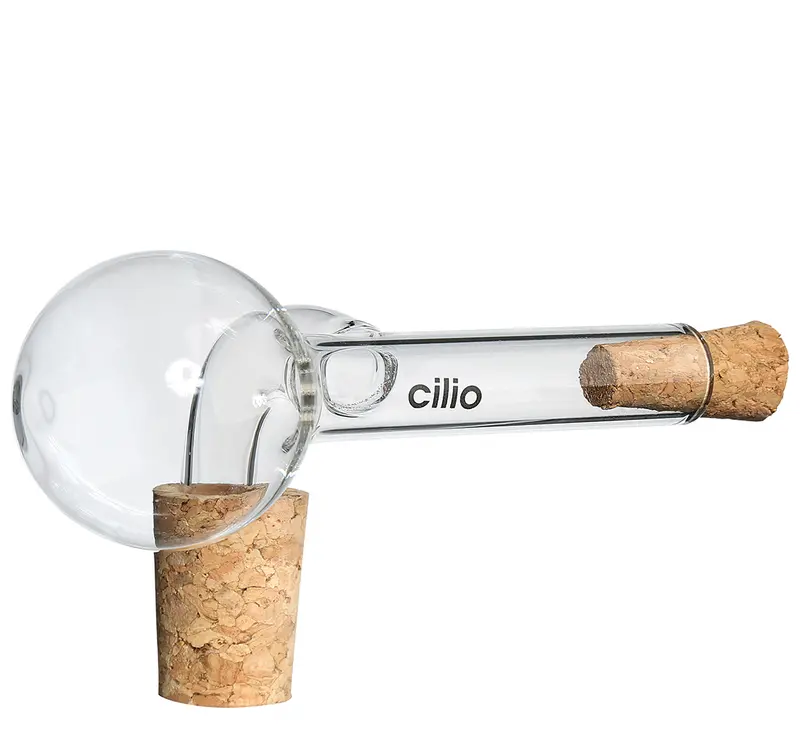 Cilio kaatonokka lasi