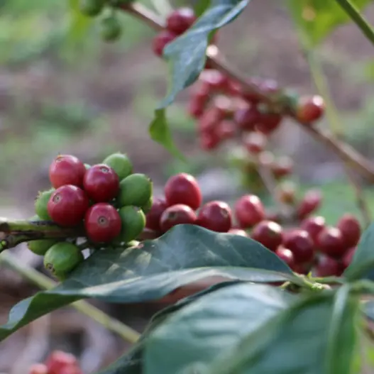 Coffee cupping (EN) 18.11.2026