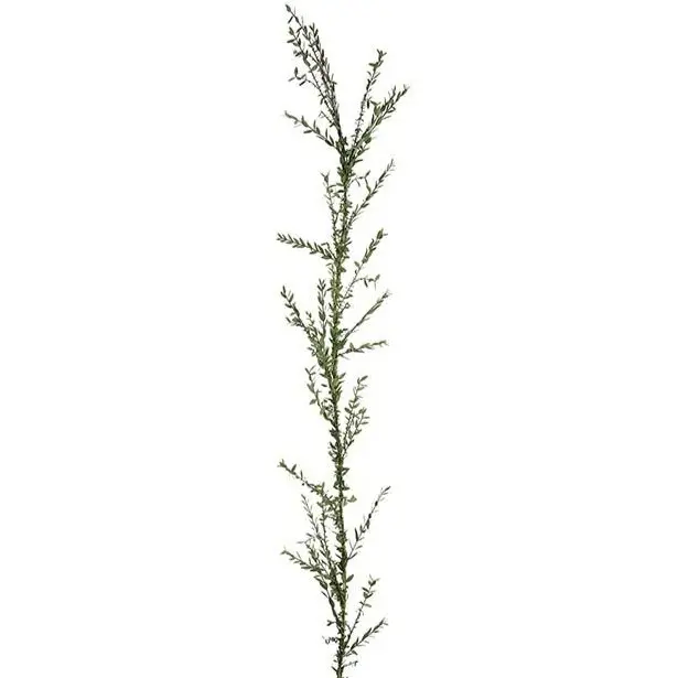 Mr Plant eukalyptusköynnös 180cm